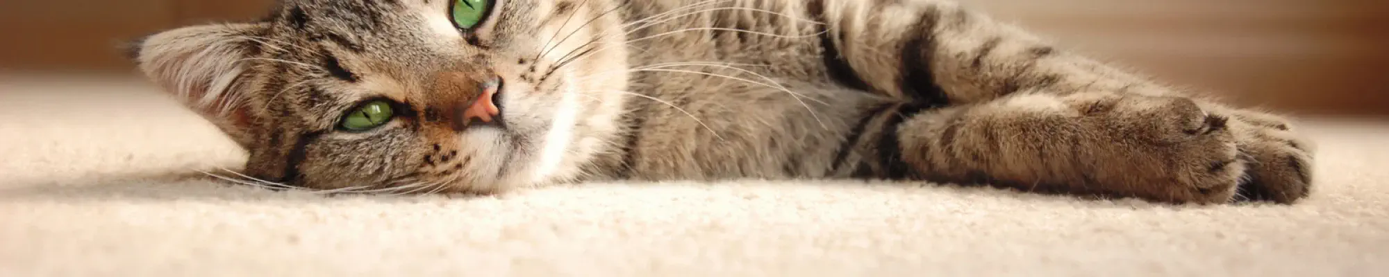 cute cat laying on plush carpet